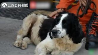 南京消防参与汶川救援6只搜救犬已全部离世