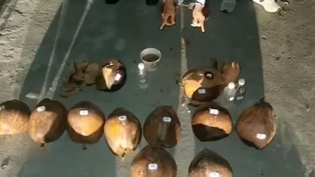 民警劈開(kāi)椰子，發(fā)現(xiàn)液體毒品藏身其中