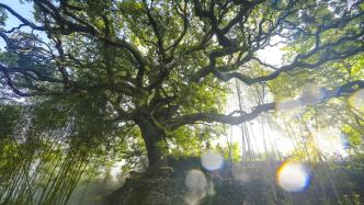 国际生物多样性日｜透过古树名木寻找生物多样性保护路径