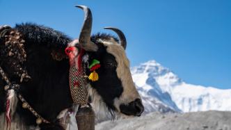 图说｜扎西宗的牦牛背上，驮着人类攀登珠峰的历史