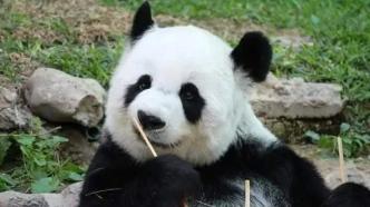 旅泰大熊猫林惠死因公布：动脉粥样硬化伴栓塞致多器官衰竭
