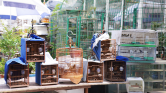 上海突击检查花鸟市场，查获画眉等120余只保护鸟类