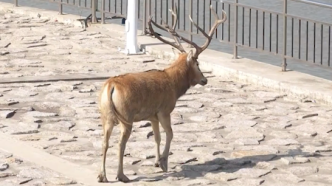 上海东滩保护区的老鹿王到横沙乡了？相关部门已派人远程看护