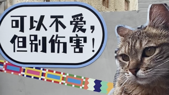 “外滩猫街”新画上墙，为喵发声：可以不爱，但别伤害