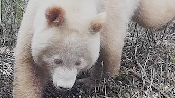 四川卧龙：白色野生大熊猫完整影像首度公开