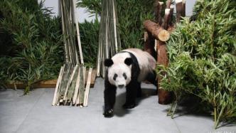 大熊猫“丫丫”平安回到北京动物园，需静养现不对外展出