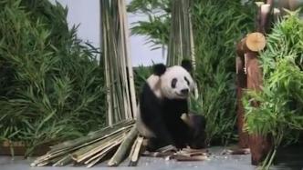 丫丫回到北京动物园，到“家”就被竹子包围