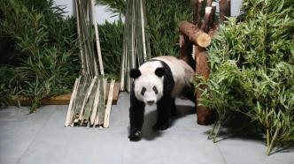 “丫丫”平安回到北京动物园，最新画面来了