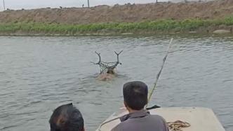 麋鹿在鱼塘边被电线缠住无法脱身，塘主报警求助