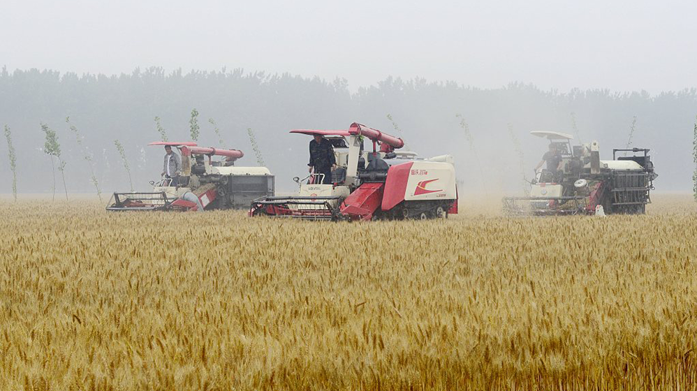 “烂场雨”打乱河南部分地区小麦成熟收获节奏，对小麦价格有何影响？