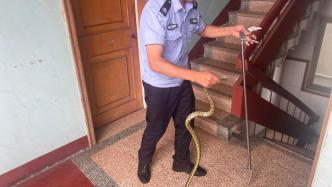 居民家中晾衣杆惊现一米长蛇，警员夹七寸抓起放回自然