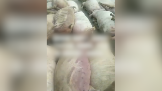 南通一养猪场停电两百多头猪死亡，农业农村局：将无害化处理