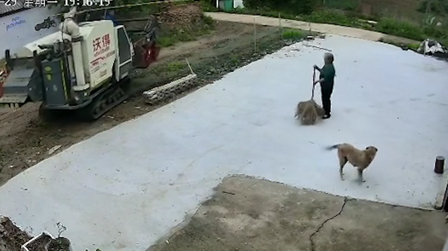男子在外地工作，邻居开收割机帮其七旬母亲收小麦