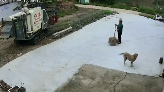 男子在外地工作，邻居开收割机帮其七旬母亲收小麦