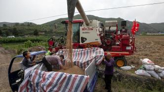 直播录像丨麦收季遭遇“烂场雨”，河南小麦抢收情况如何？