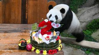 早安·世界｜旅马大熊猫“升谊”两岁啦！