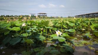 一方荷塘讓村莊變景區(qū)，探訪國內(nèi)品種最全荷花基地