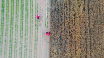 河南小麦夏收遇烂场雨，豫西豫中南预计3至4日又有中到大雨