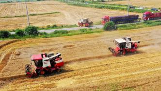 农业农村部指导各地抢抓降雨间隙加快麦收进度，确保适收快收