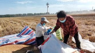 实拍河南一村庄收割小麦，麦农：受天气影响，收成不如去年
