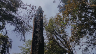 7昼夜扑灭四川木里大火，消防员用10吨水扑灭1棵百年大树