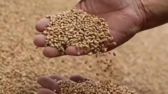 河南麦收进度55.8%，已收获小麦4757.5万亩