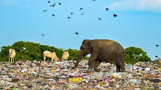 早安·世界｜触目惊心，斯里兰卡大象在塑料垃圾间寻找食物