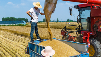 连续阴雨冲击麦收，河南多地公布受损小麦收购方案