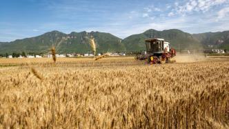农业农村部部长唐仁健在河南调研小麦“烂场雨”灾情
