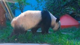 大熊猫“丫丫”目前状况怎么样？北京动物园发布最新视频
