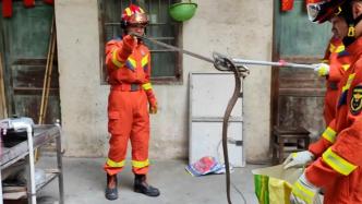 广西居民家中水箱惊现暗红毒蛇，消防紧急捕捉