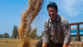 日收947万亩、总进度73%，河南已收获小麦6226万亩