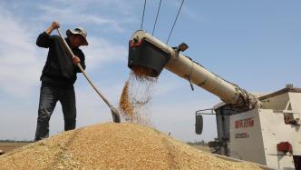 河南省已确定745个定点收储库点，挂牌敞开收购受损小麦
