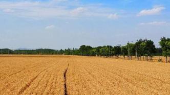 河南麦收进度过八成，夏播已播种近五成