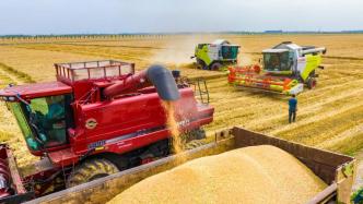 麦收进度96.6%！河南已收获小麦8235万亩
