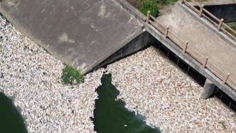 鱼塘7万斤鱼异常死亡，镇政府：工业废弃物倾倒被雨水冲入