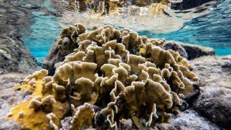 研究：到2100年，全球逾四分之三的珊瑚或因气候变化患病