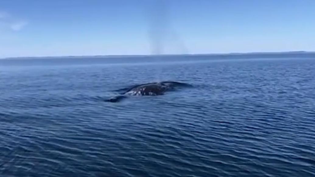 时隔五年，芬兰海岸再次罕现鲸鱼