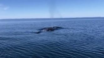时隔五年，芬兰海岸再次罕现鲸鱼