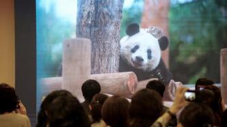 日本为大熊猫“香香”办生日会