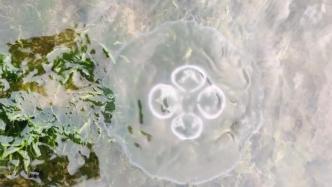 台州、宁波海滩密集出现水母，专家提醒：部分有毒、勿触