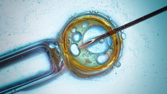 合成人类胚胎取得突破性进展，或引发严重道德及法律问题