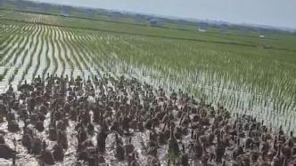 主人赶上千只鸭子下稻田：让它们除草，效果很好