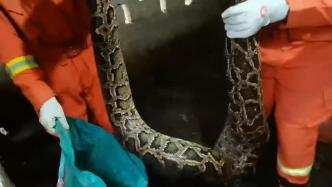 40斤蟒蛇“溜”进养鹅场偷吃大鹅，消防抓住后放生