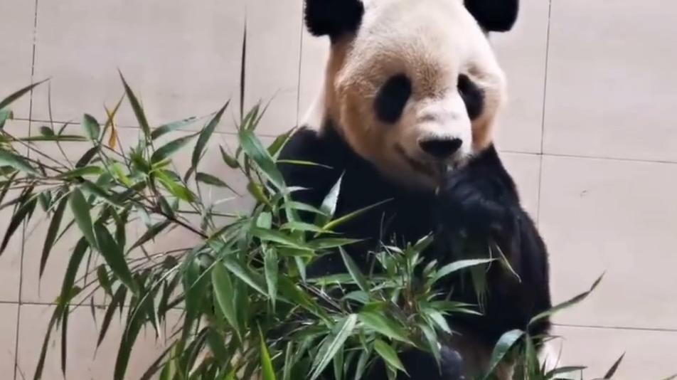 大熊猫“泰山”被游客擅自投喂竹笋，研究中心发布“吃播”视频报平安