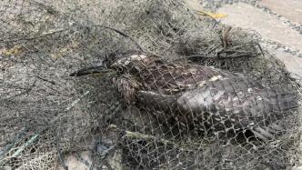 夜鹭被困非法捕捞网具，上海警方深入芦苇荡成功救助并放生