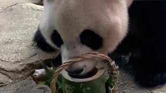 一方水土养一方熊猫！广东大熊猫吃完荔枝喝凉茶降火