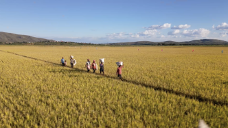 出海记·走进非洲｜马达加斯加：一粒稻种的万里行程