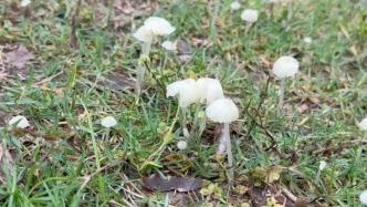 一场大雨后成片白色蘑菇出现，专家：可能有毒别乱采