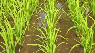 全国农技中心相关负责人：“水稻上山”不是“毁林造田”